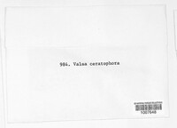Valsa ceratophora image